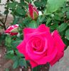 Forgotten Dreams rose photo