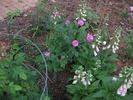 Cramoisi Picoté rose photo