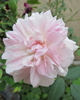 2BY2XOLG rose photo
