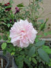 2BY2XOLG rose photo