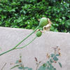 2BY2XOLG rose photo