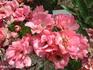 Corrie Koster rose photo