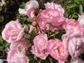 Charles Métroz rose photo