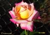 Dreamward rose photo