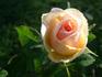 Camisole™ rose photo