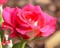 Alter Ego rose photo
