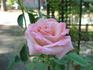 Koppies rose photo
