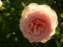 Camisole™ rose photo