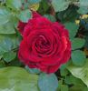 Bordeaux Palace rose photo