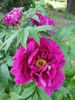 Shin-kokushoku 新國色 peony photo