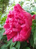 Tai Yang 太阳 peony photo