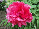 Tai Yang 太阳 peony photo