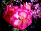 Melicolors rose photo