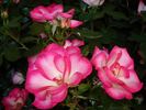 Melicolors rose photo