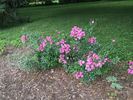 DayDream ™ rose photo