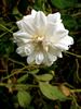 Belle Vichysoise rose photo