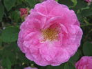 Anacréon rose photo