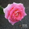 Quo Vadis rose photo