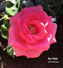 Quo Vadis rose photo