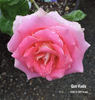 Quo Vadis rose photo