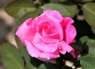 Century II rose photo