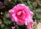 Century II rose photo