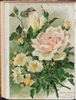 Florence Pemberton rose photo