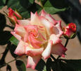 Soroptimist International rose photo