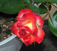 Soroptimist International rose photo