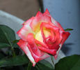 Soroptimist International rose photo