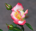 Soroptimist International rose photo