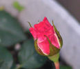 Soroptimist International rose photo