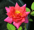 Ruby Baby rose photo