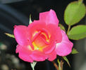 Ruby Baby rose photo