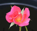 Ruby Baby rose photo