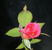 Ruby Baby rose photo