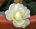 Luis Desamero rose photo