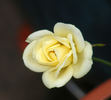 Luis Desamero rose photo