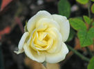Luis Desamero rose photo