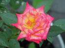 Hot Tamale rose photo
