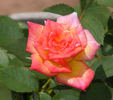Hot Tamale rose photo