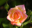 Hot Tamale rose photo