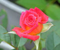 Hot Tamale rose photo
