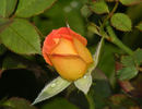 Hot Tamale rose photo