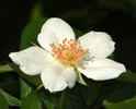Grace Seward rose photo