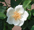 Grace Seward rose photo