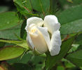 Grace Seward rose photo