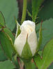 Grace Seward rose photo