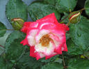 Baldo Villegas rose photo