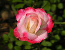 Baldo Villegas rose photo